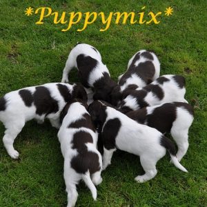 Puppymix / Jongenhondenmix